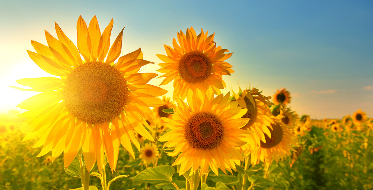 Sunflower Oil | U.S. Based Food Commodities Exports | Agri International LLC